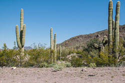 DSC_5110.jpg DSC_5110.jpg