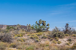 DSC_5436.jpg DSC_5436.jpg