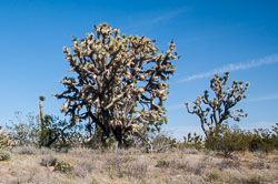 DSC_5445.jpg DSC_5445.jpg