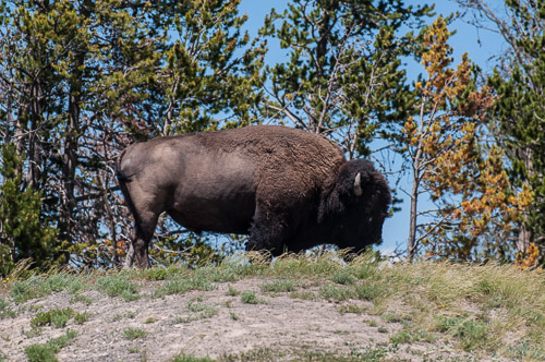 DSC_6509.jpg DSC_6509.jpg