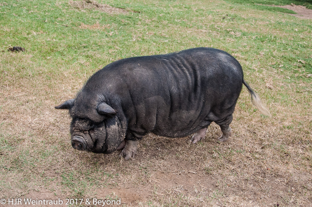 DSC_9649.jpg