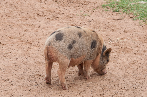 DSC_9554.jpg DSC_9554.jpg