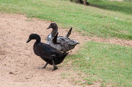 DSC_9560.jpg DSC_9560.jpg