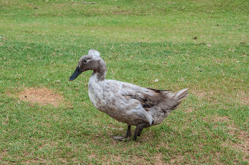 DSC_9561.jpg DSC_9561.jpg