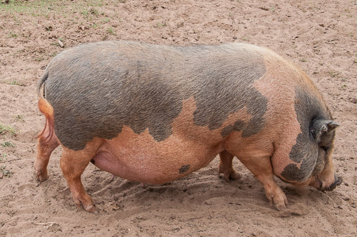 DSC_9574.jpg DSC_9574.jpg