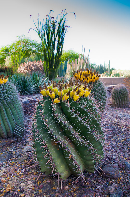 DSC_2199.jpg DSC_2199.jpg