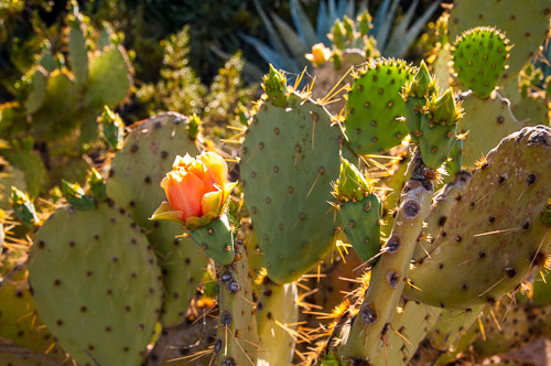 DSC_2223.jpg DSC_2223.jpg